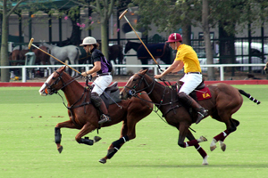 Trofeo Springbok 2015