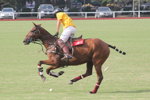 Trofeo Springbok 2015